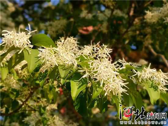 千年茶树花开正盛 灵山寿水静待游人