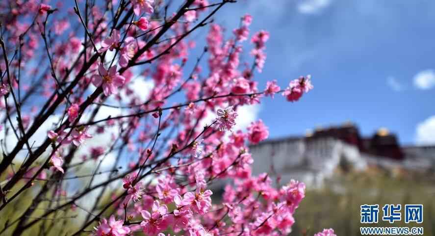 春花映布宫