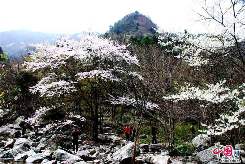安徽天堂寨:人间三月 漫山遍野樱花初绽