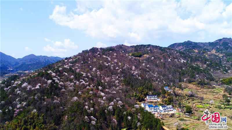 安徽天堂寨:人间三月 漫山遍野樱花初绽