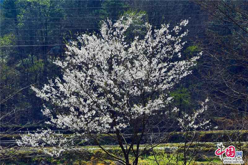 安徽天堂寨:人间三月 漫山遍野樱花初绽