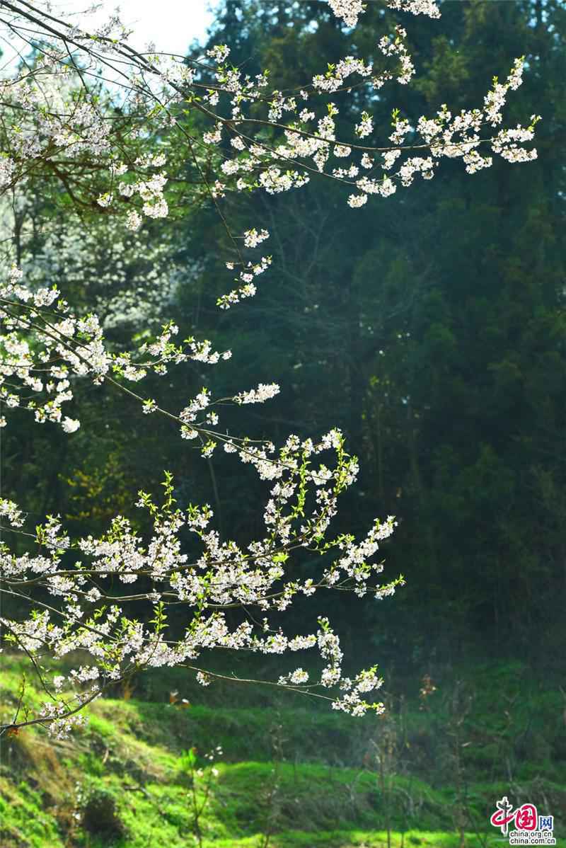 安徽天堂寨:人间三月 漫山遍野樱花初绽