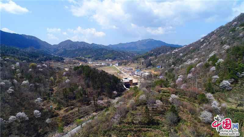 安徽天堂寨:人间三月 漫山遍野樱花初绽