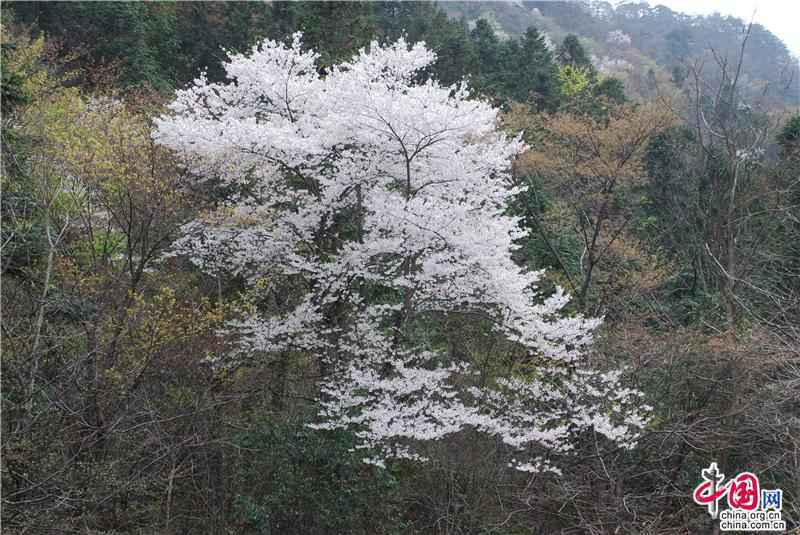 安徽天堂寨:人间三月 漫山遍野樱花初绽