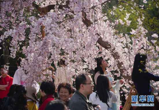 （环境）（5）西安青龙寺 樱花引客来