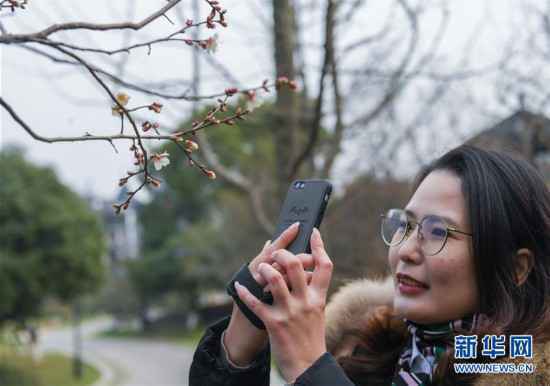 （美丽中国）（5）寒梅凌冬次第开