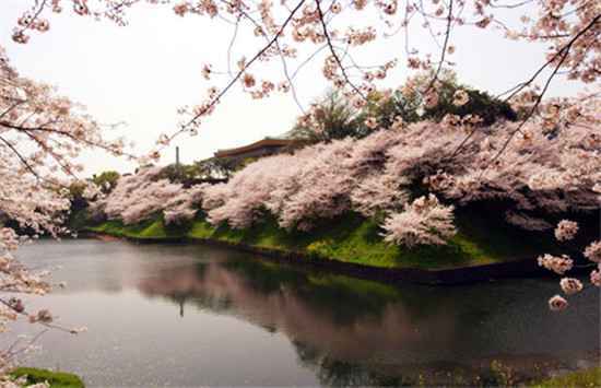  日本东京必打卡赏樱地合集
