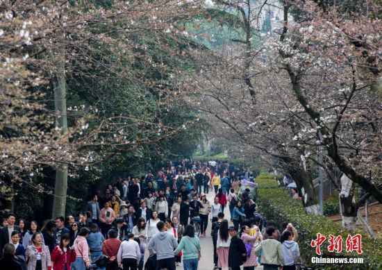 武汉大学樱花初绽 吸引游客观赏