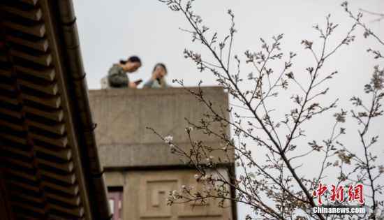 武汉大学樱花初绽 吸引游客观赏