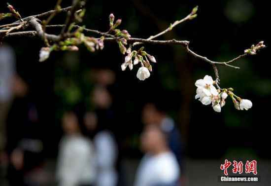 武汉大学樱花初绽 吸引游客观赏