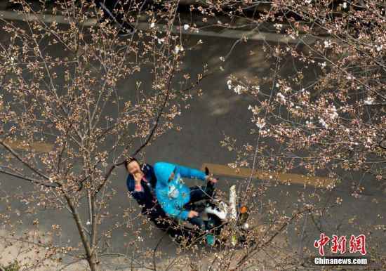 武汉大学樱花初绽 吸引游客观赏