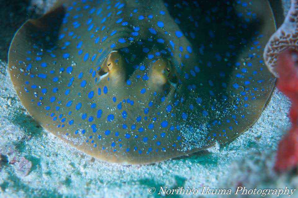 【潜水入坑指南】小白顽强的diver进化史~更新到