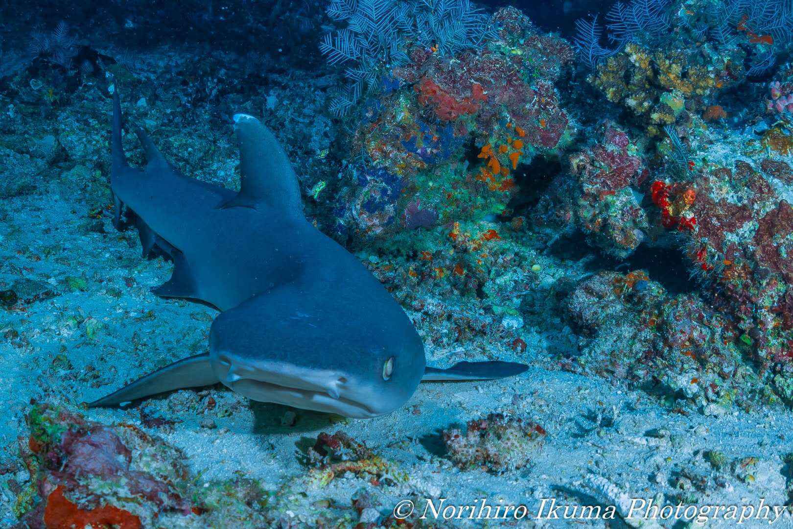 【潜水入坑指南】小白顽强的diver进化史~更新到