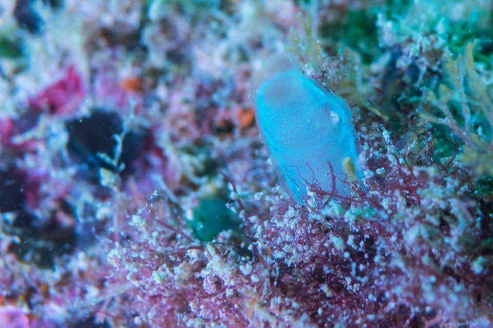 【潜水入坑指南】小白顽强的diver进化史~更新到