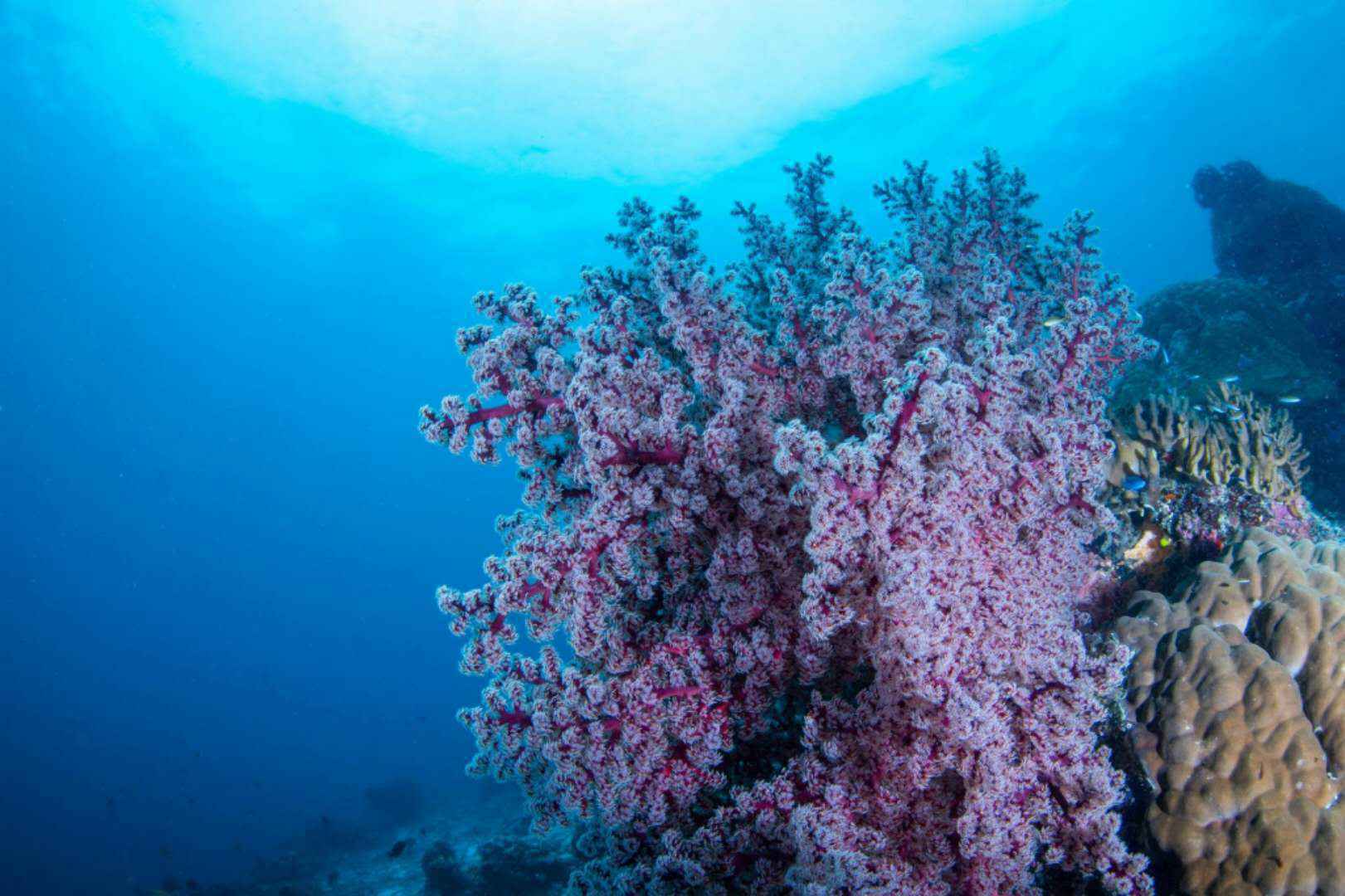 【潜水入坑指南】小白顽强的diver进化史~更新到