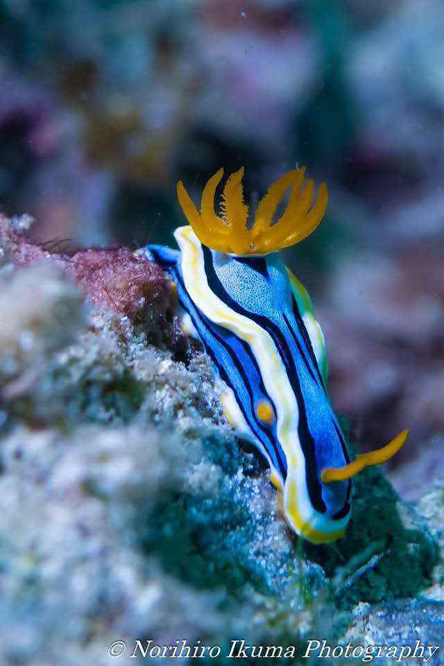 【潜水入坑指南】小白顽强的diver进化史~更新到