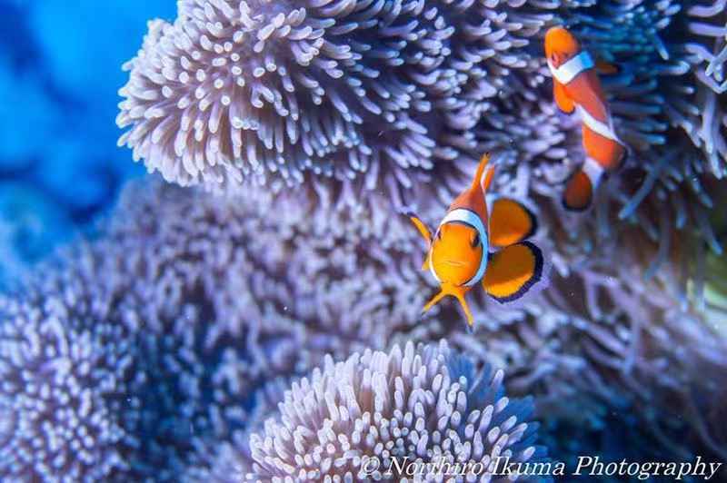 【潜水入坑指南】小白顽强的diver进化史~更新到