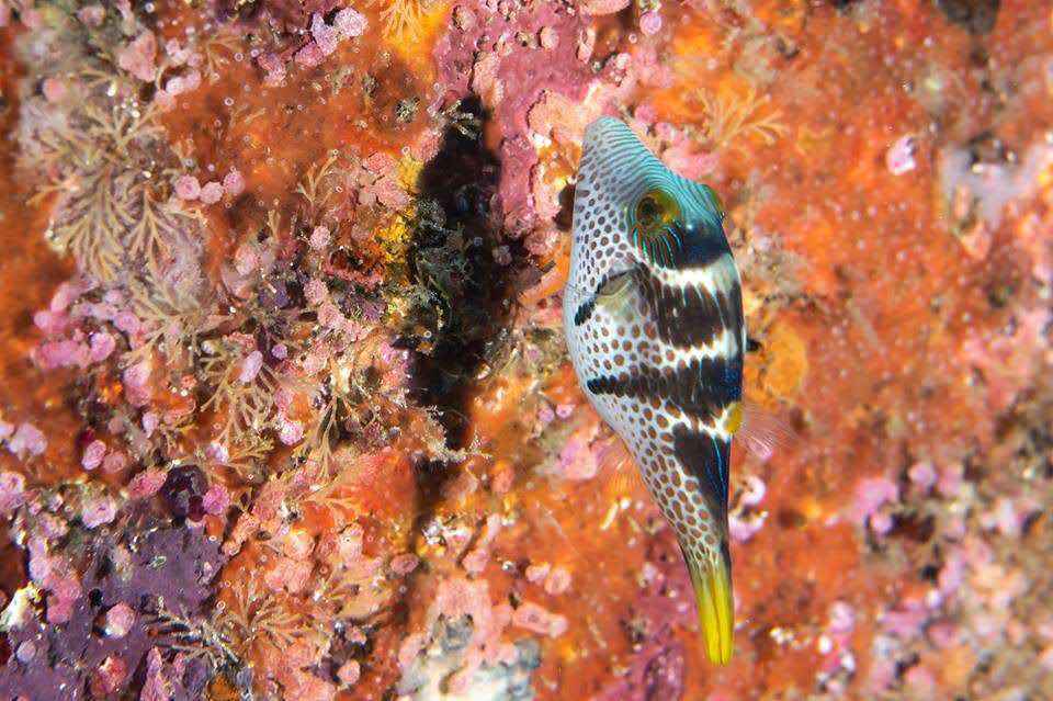 【潜水入坑指南】小白顽强的diver进化史~更新到