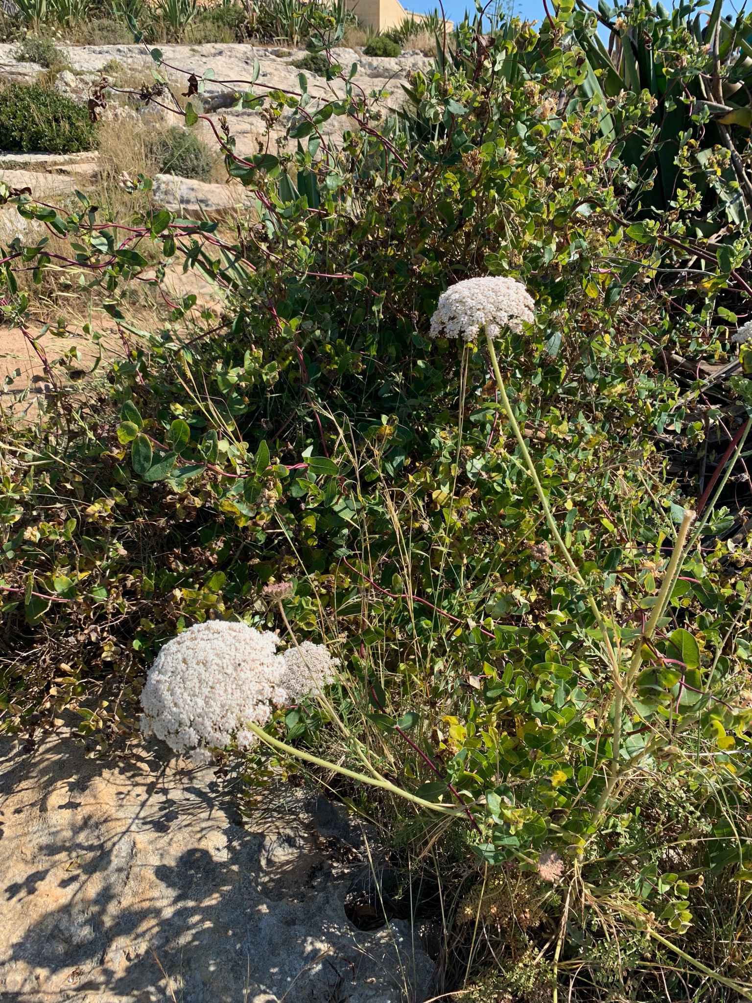 2019 101 环球之旅 Peace boat 99days，day 31（5/24）,马耳