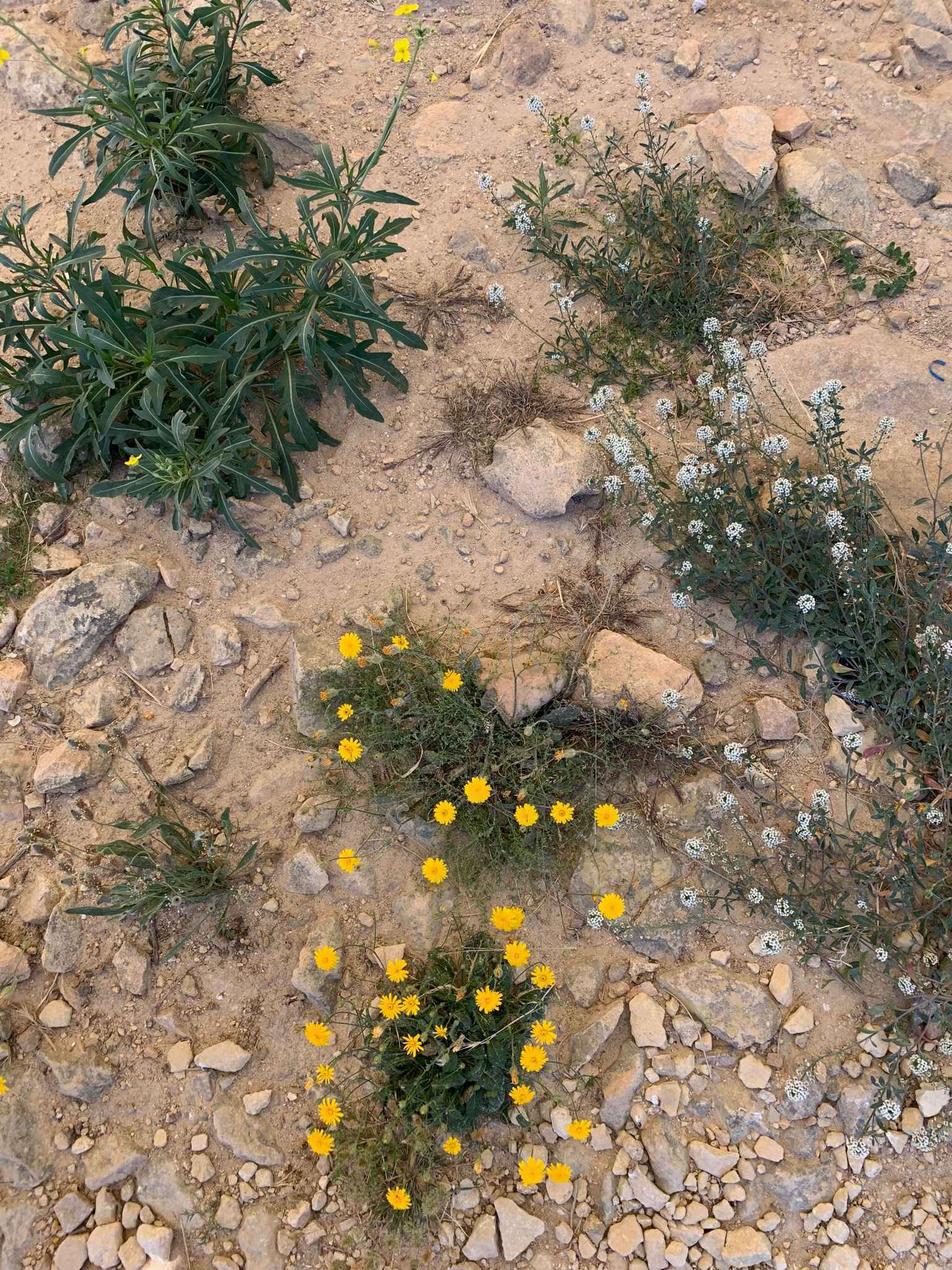 2019 101 环球之旅 Peace boat 99days，day 31（5/24）,马耳