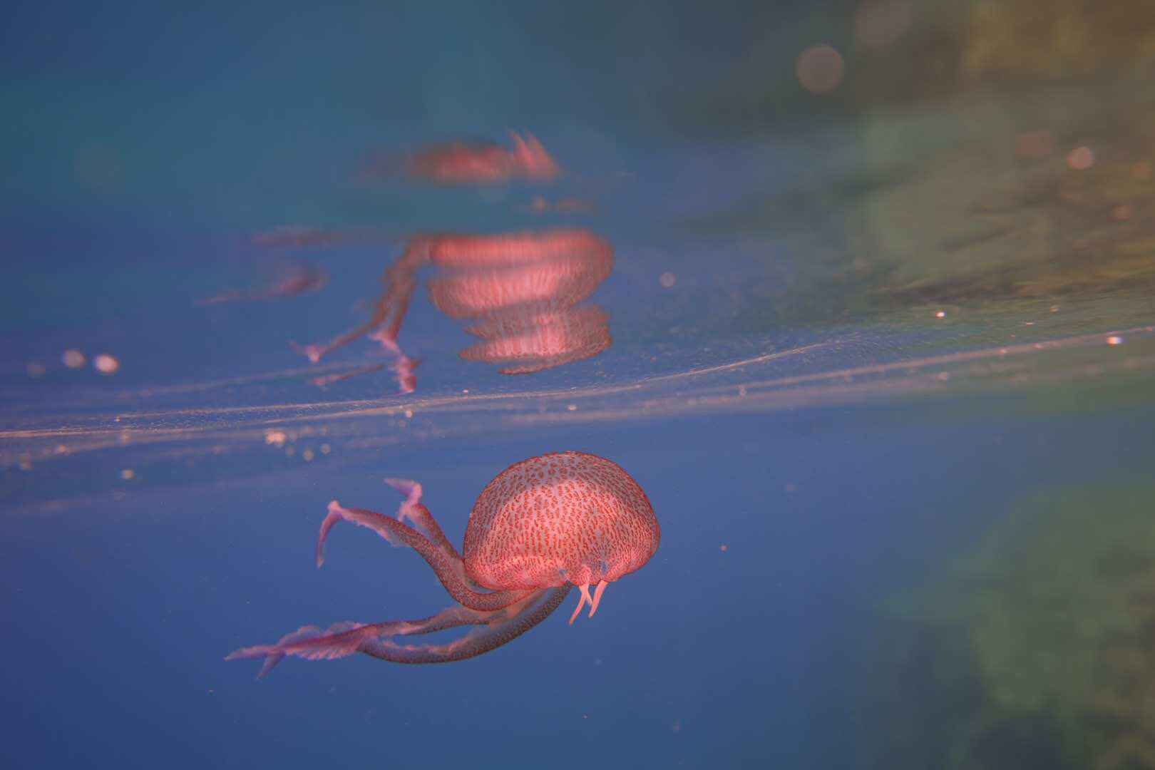 我的欧洲马耳他游学,马耳他自助游攻略