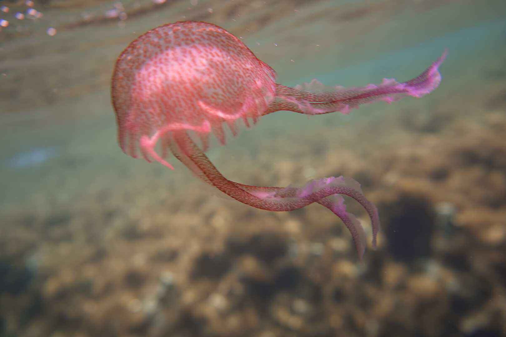 我的欧洲马耳他游学,马耳他自助游攻略