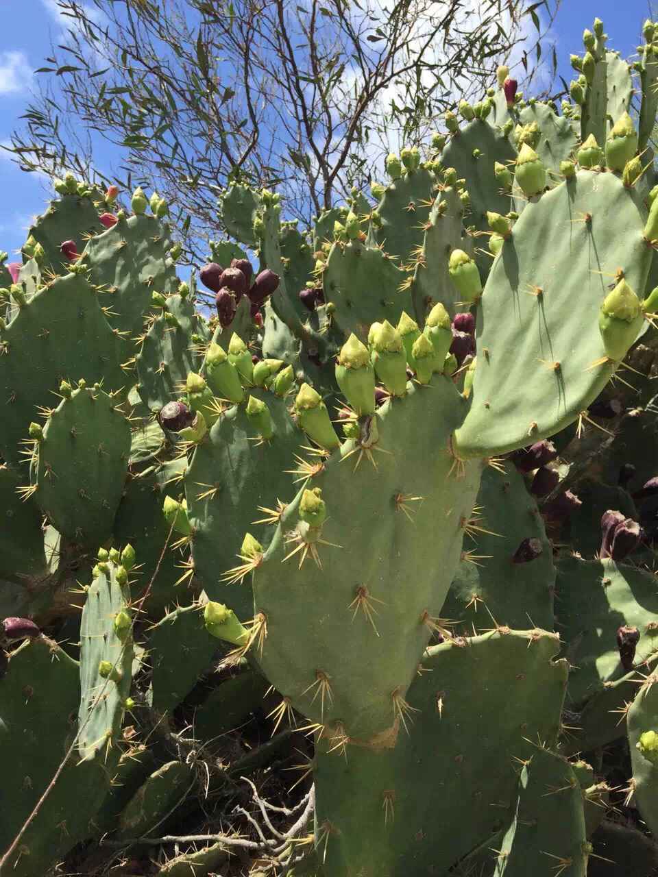 Malta 马耳他之旅 12,马耳他自助游攻略