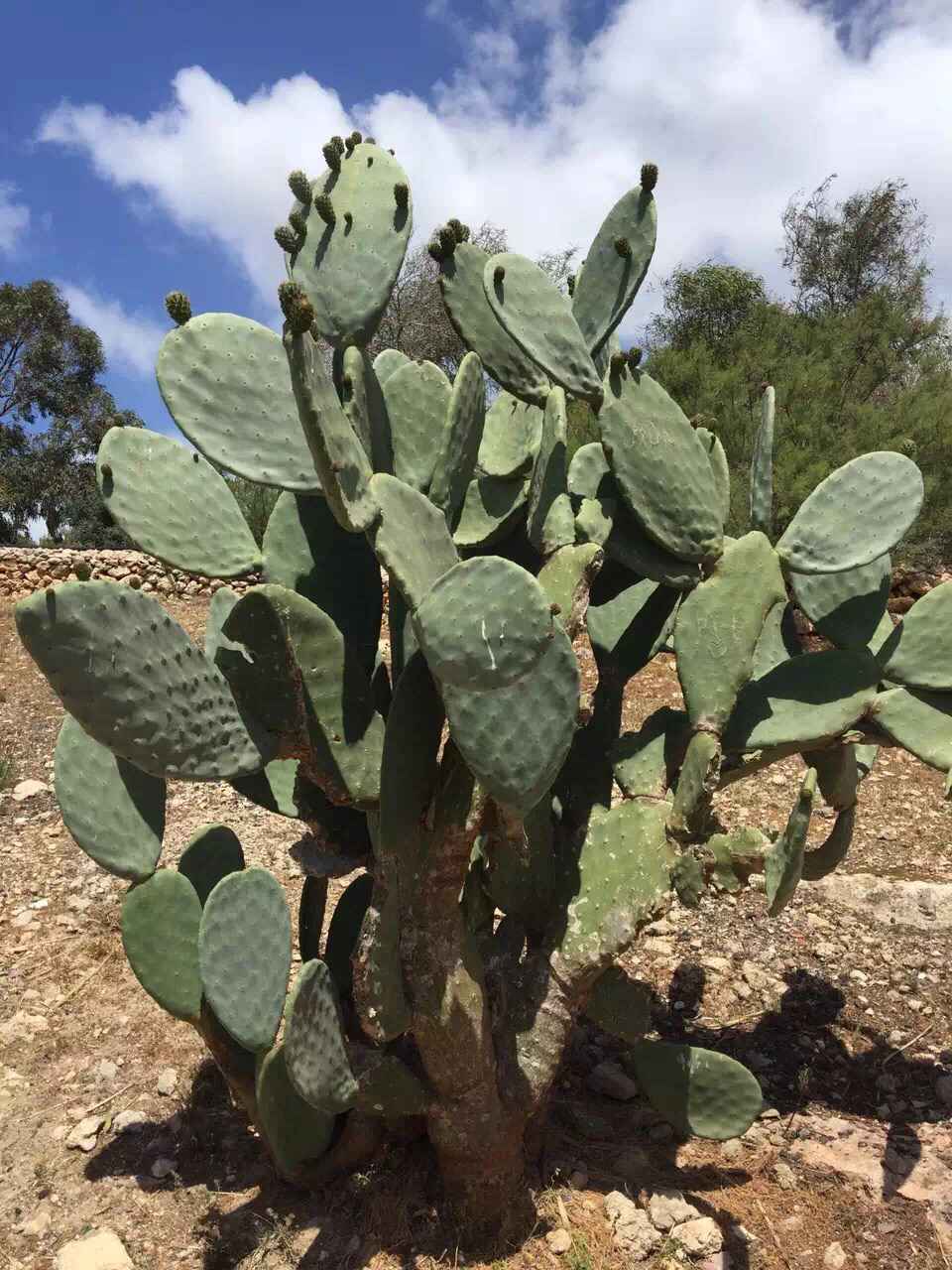 Malta 马耳他之旅 12,马耳他自助游攻略