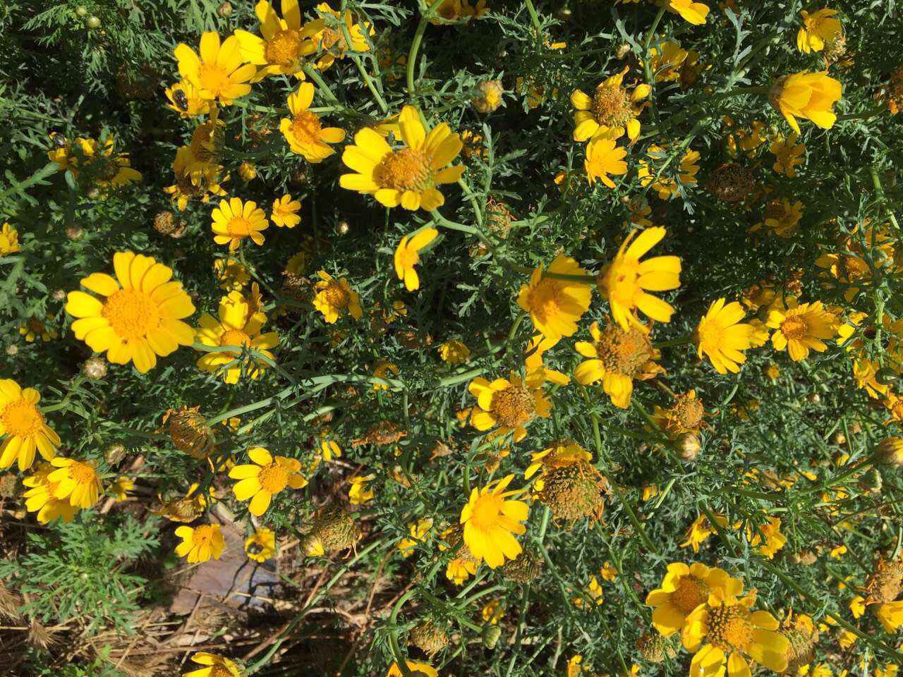 Malta 马耳他之旅 12,马耳他自助游攻略