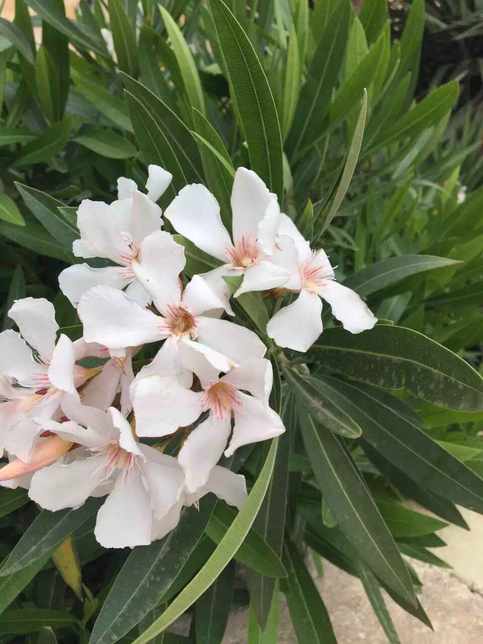 Malta 马耳他之旅 12,马耳他自助游攻略