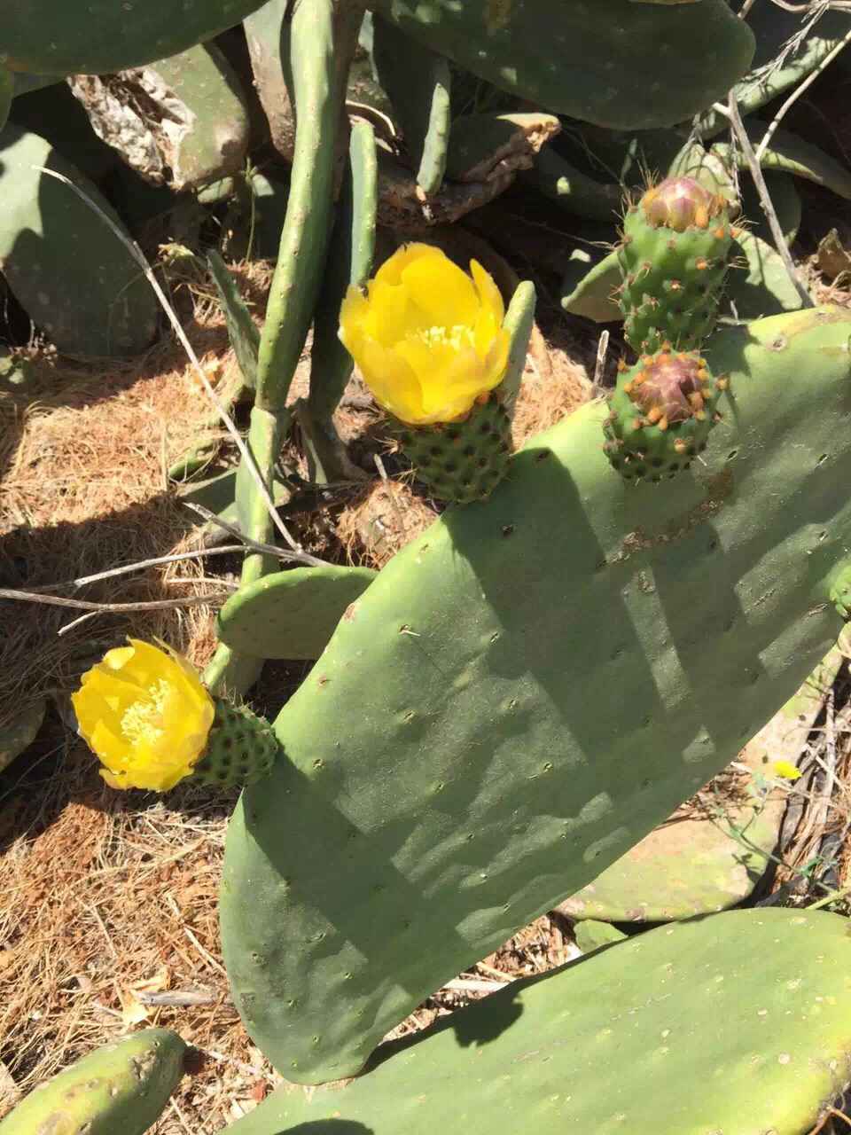 Malta 马耳他之旅 12,马耳他自助游攻略