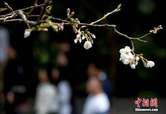 武汉大学樱花初绽 吸引游客观赏