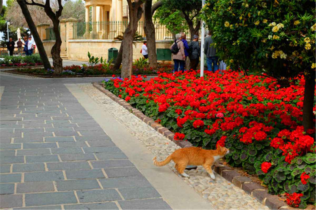 站在瓦莱塔的至高点,观马耳他城市风景,马耳他