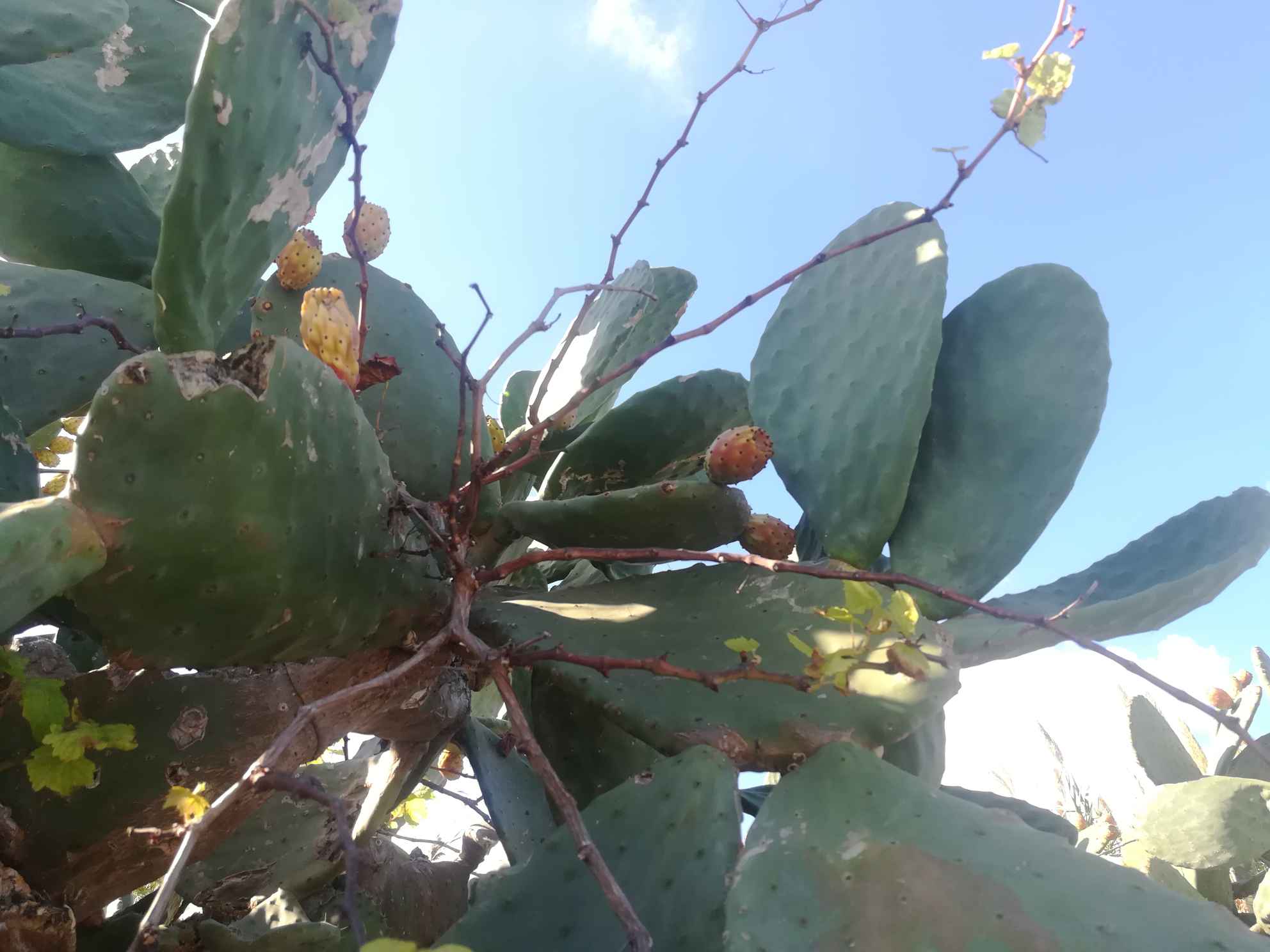 欧洲十一国(地)自由行之三十一 马耳他(l) GOZO岛