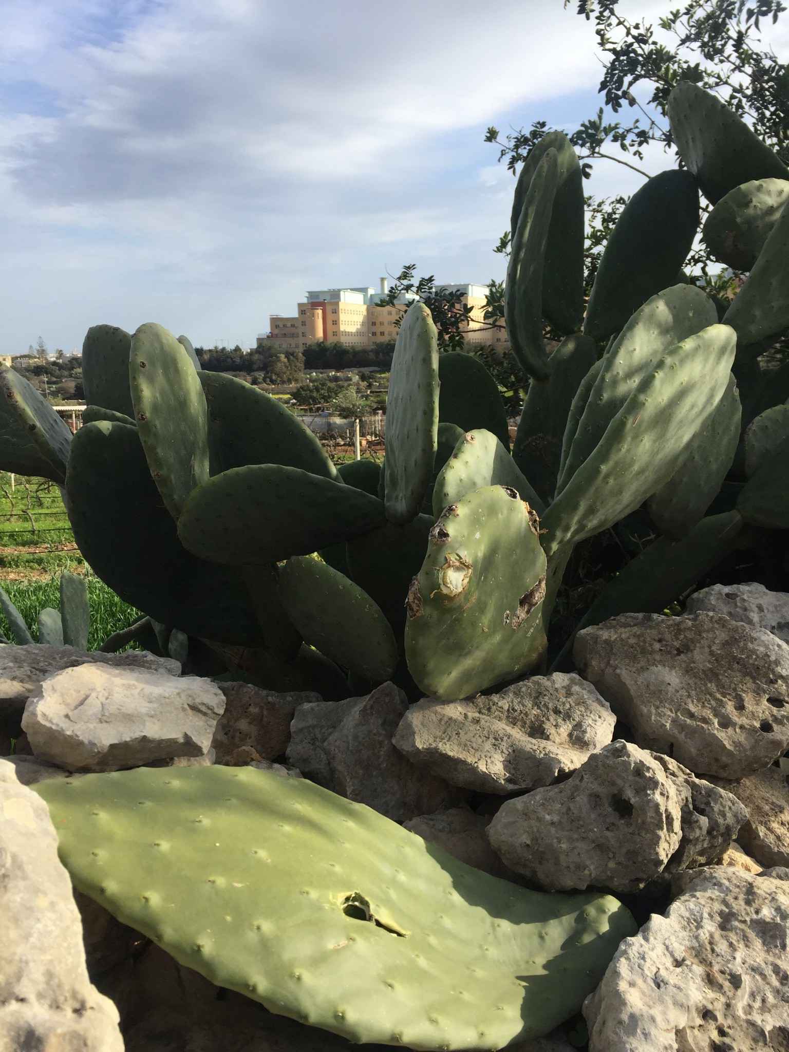 自由行、海岛生活全攻略,没有权利游戏但是依