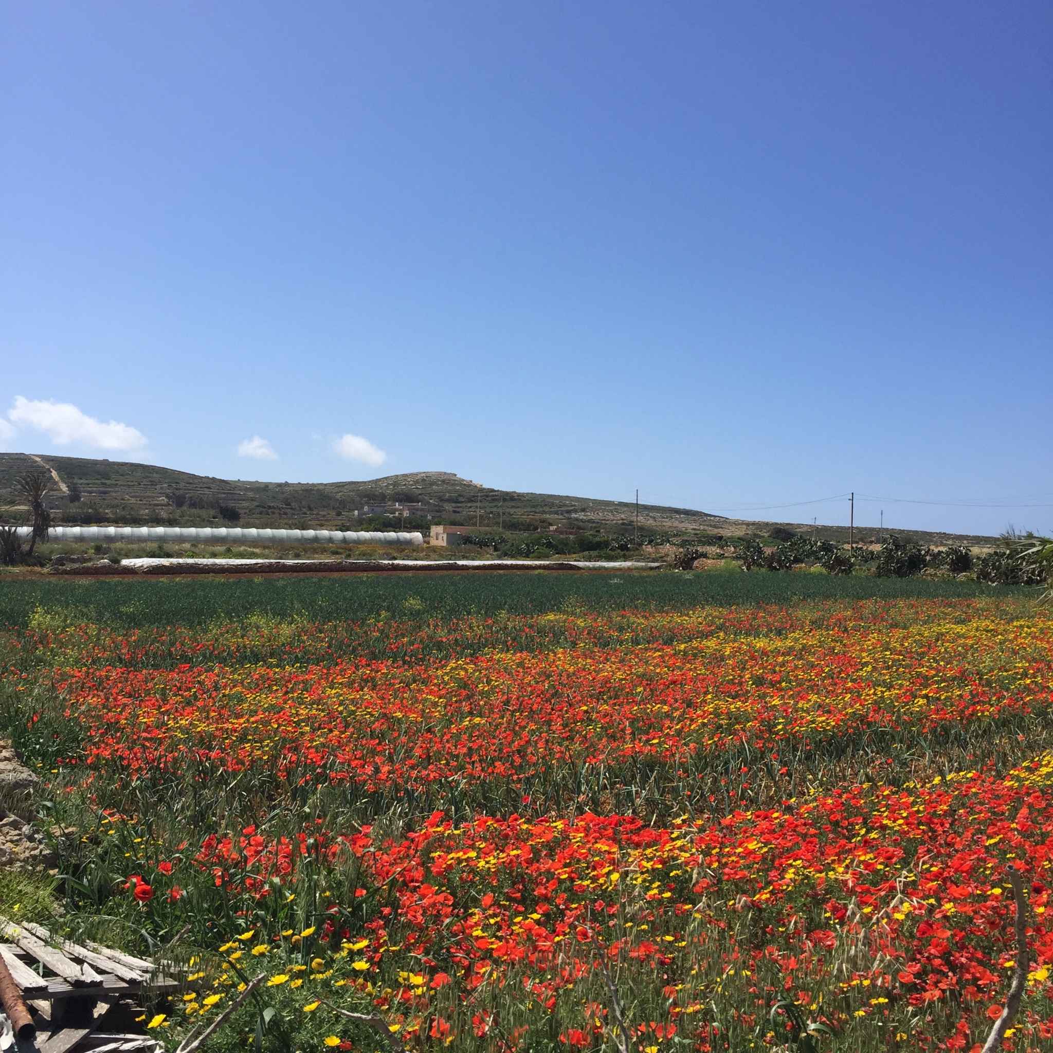 马耳他自驾游,马耳他自助游攻略