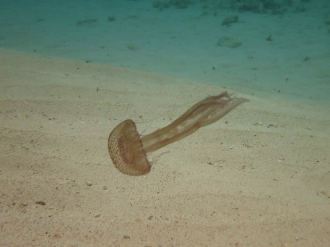 蓝色与灰色的交融,马耳他自助游攻略