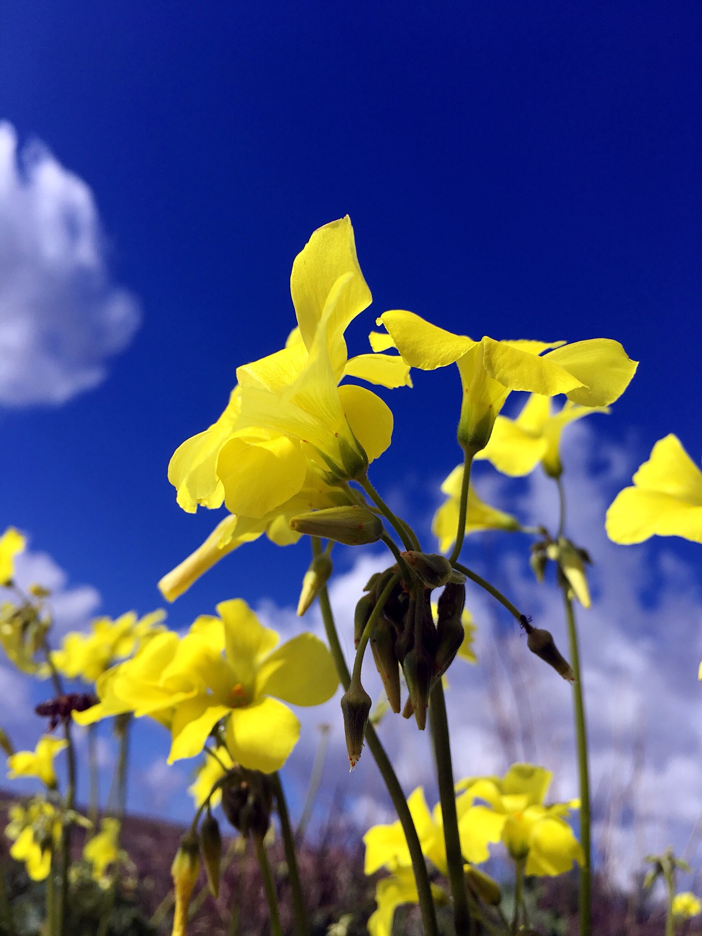 地中海心脏、马耳他冬季暖阳,马耳他自助游攻略