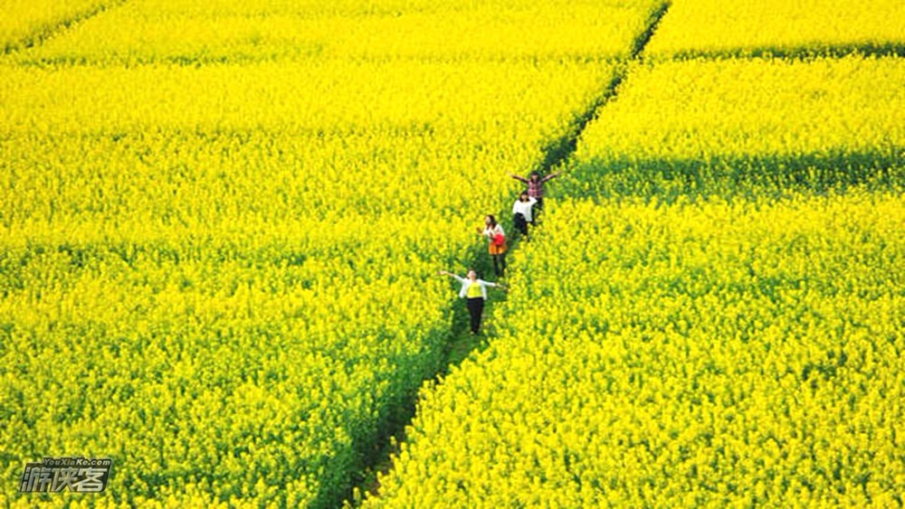 三溪油菜花