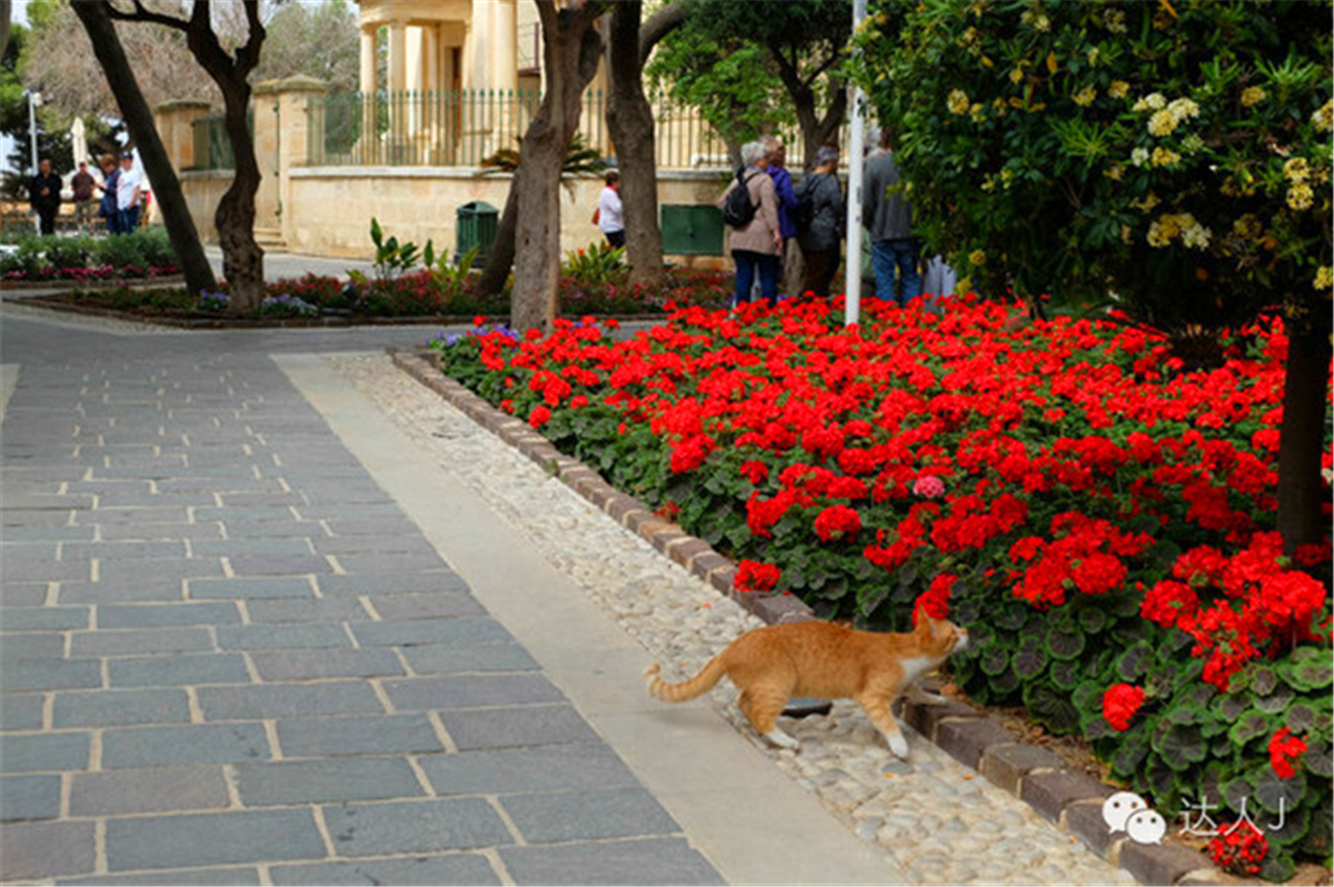 从一只猫的表情说起,观马耳他城市风景,马耳他