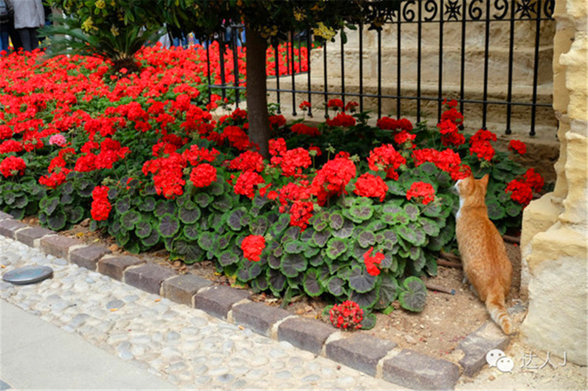 从一只猫的表情说起,观马耳他城市风景,马耳他