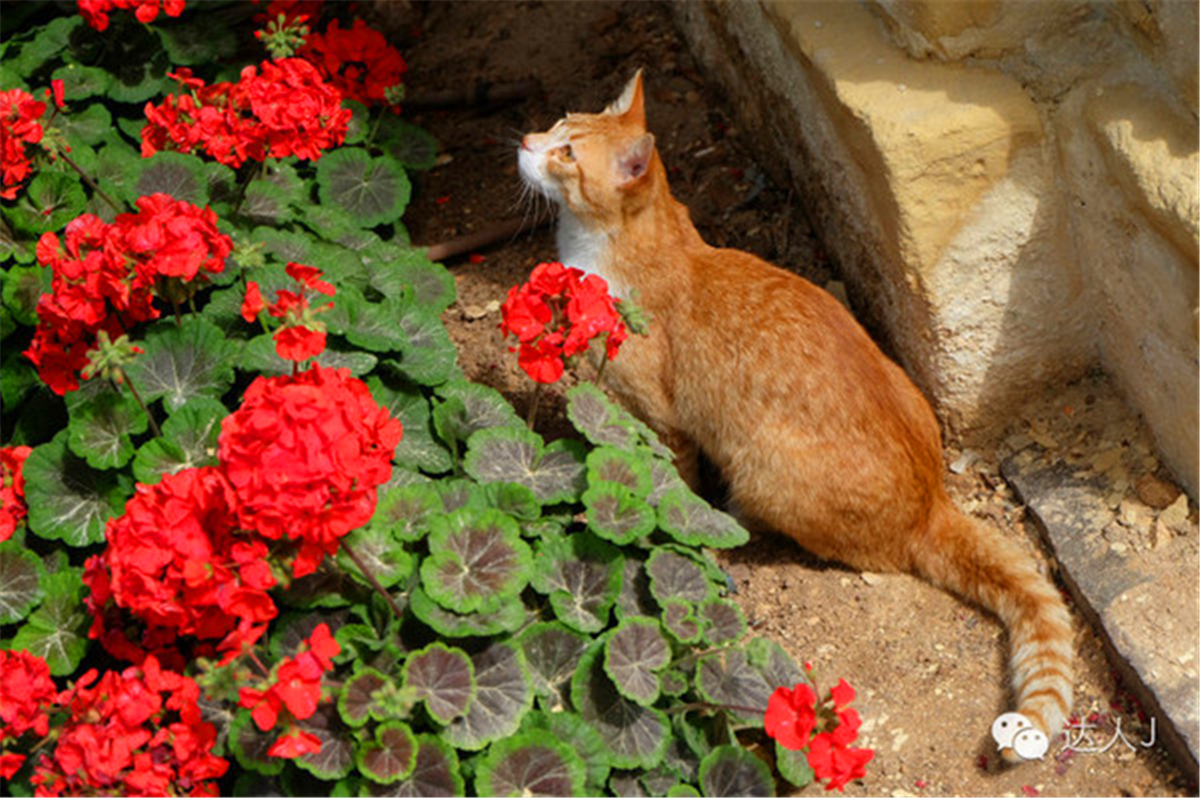 从一只猫的表情说起,观马耳他城市风景,马耳他