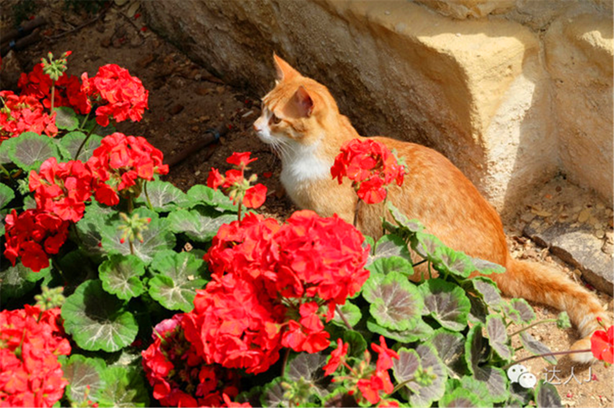 从一只猫的表情说起,观马耳他城市风景,马耳他
