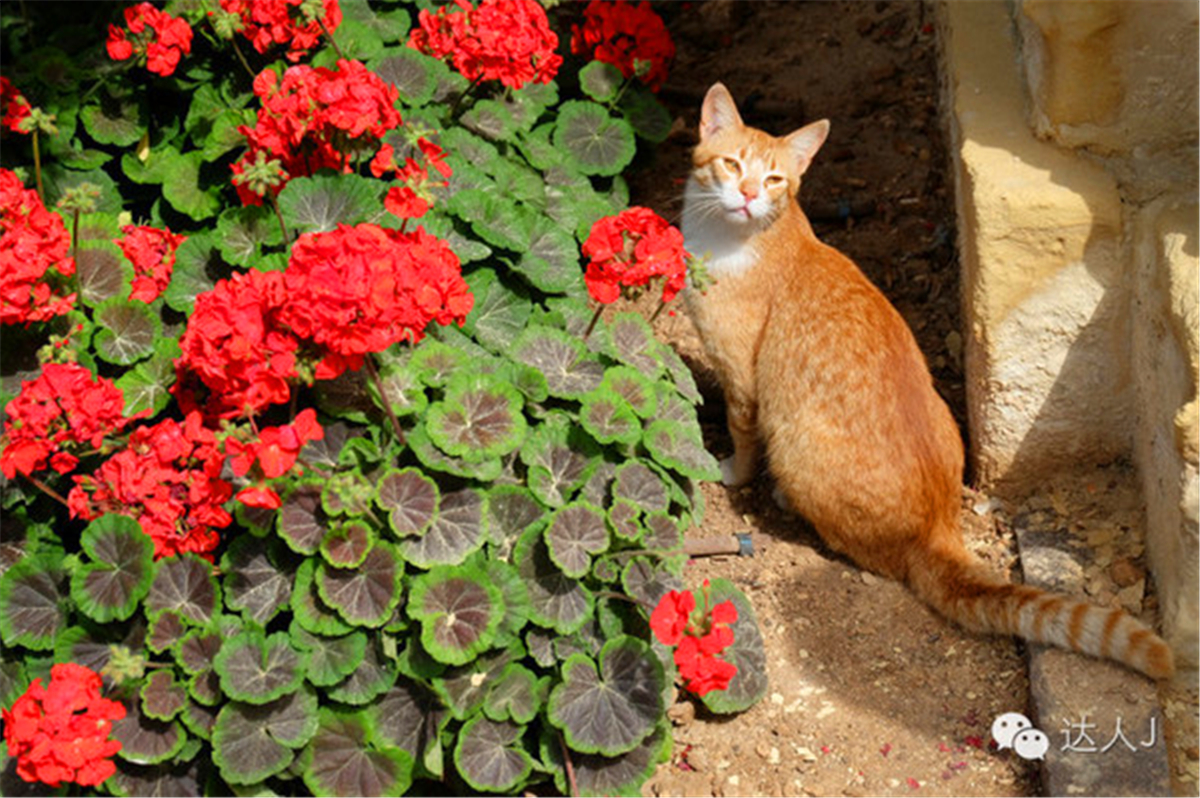从一只猫的表情说起,观马耳他城市风景,马耳他