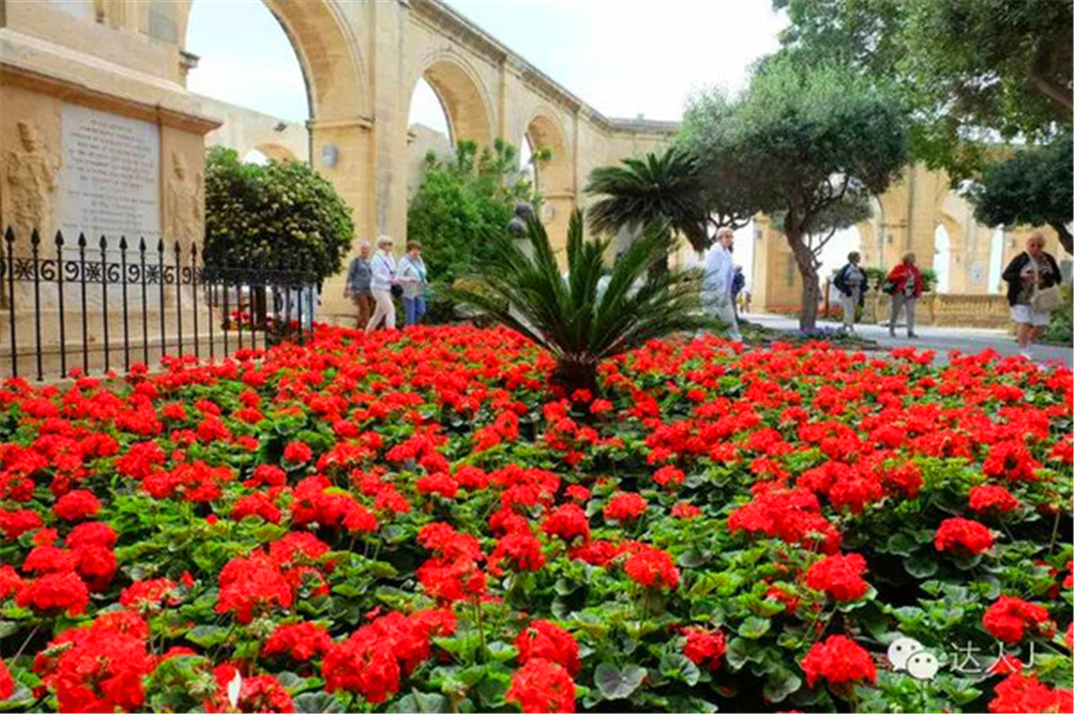 从一只猫的表情说起,观马耳他城市风景,马耳他