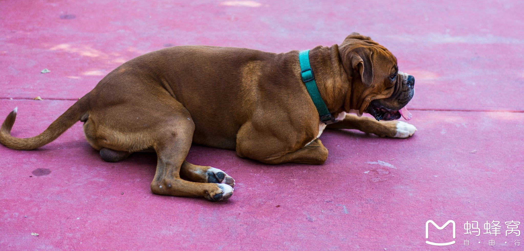 留荷女文青的欧游散记|情迷马耳他(上),马耳