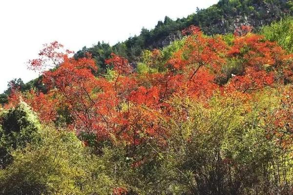  四川赏枫叶最全指南