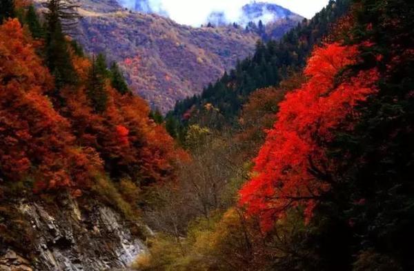  四川赏枫叶最全指南