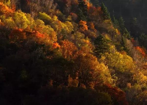  四川赏枫叶最全指南