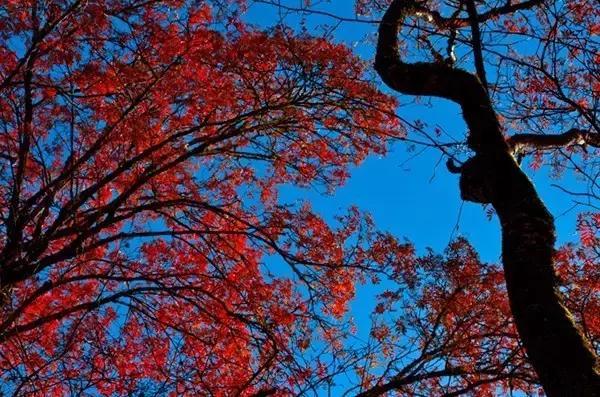  四川赏枫叶最全指南
